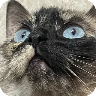 Sticker Бесси - 2