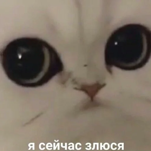 Стикер Всё что нужно😎 :: @fStikBot - 6