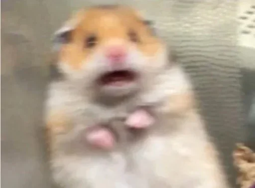 животное млекопитающее хомяк