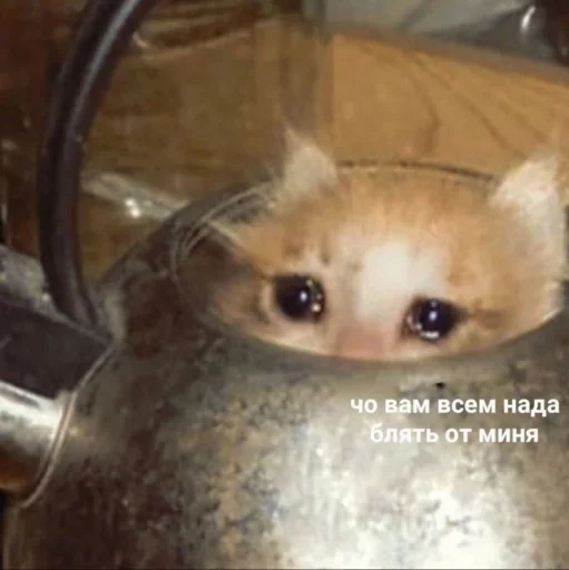 комнатный млекопитающее кухонные принадлежности