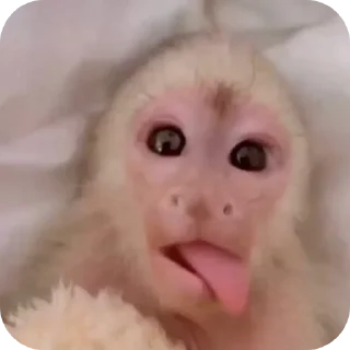 Стикер Бибизянычичичи - 4