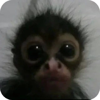 Стикер Бибизянычичичи - 6