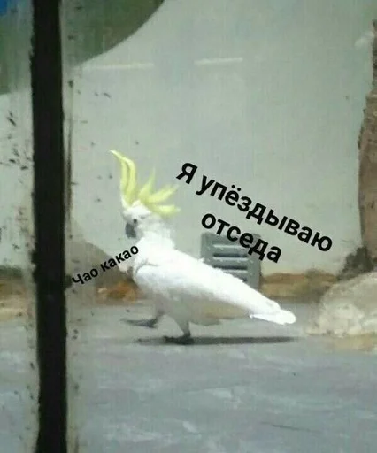 Стикер Бичс :: @fStikBot - 11