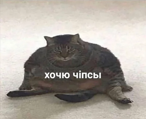 Стикер Бичс :: @fStikBot - 10