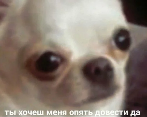 Стикер Бичс :: @fStikBot - 9