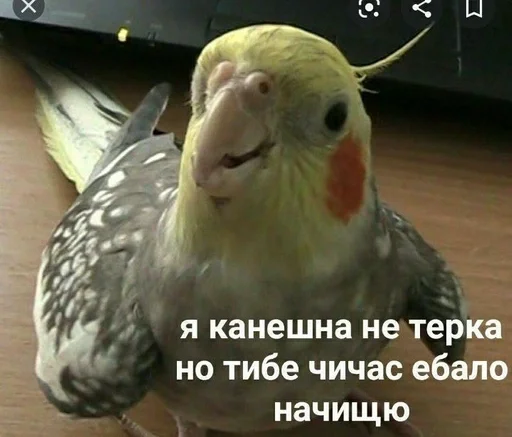 Стикер Бичс :: @fStikBot - 7