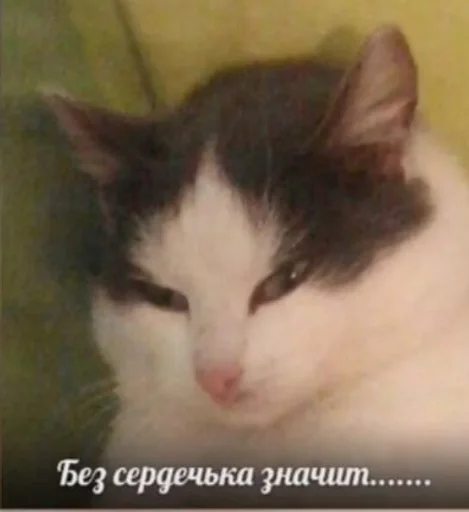 Стикер Бичс :: @fStikBot - 6