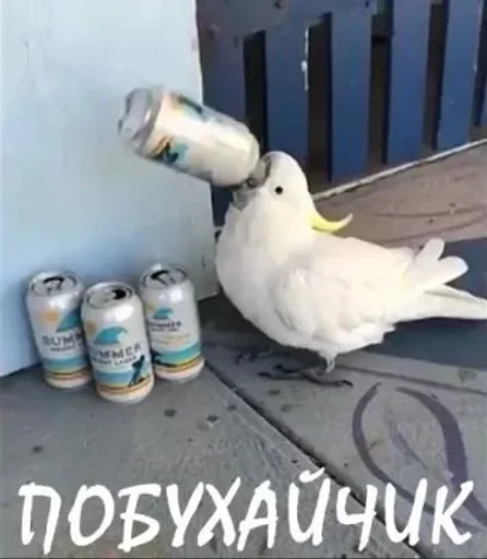 Стикер Бичс :: @fStikBot - 3