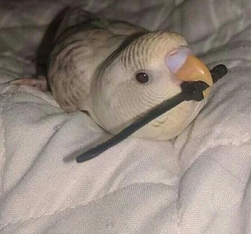 Стикер Бичс :: @fStikBot - 1