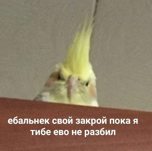 Стикер Бичс :: @fStikBot - 0