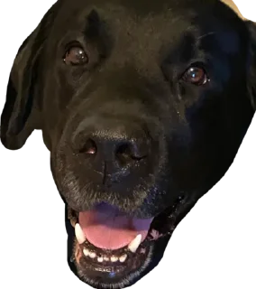 Стикер Moipridyrki - 3