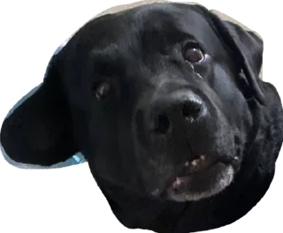 Стикер Moipridyrki - 2