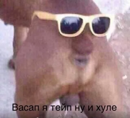 accessory spectacles goggles