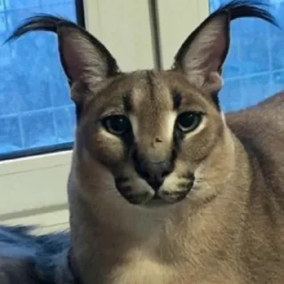 Стикер Стикеры Шлёпы (by @KubikRubik001) - 11