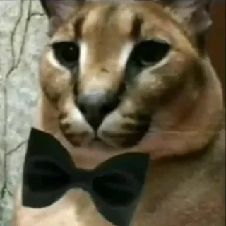 Стикер Стикеры Шлёпы (by @KubikRubik001) - 1