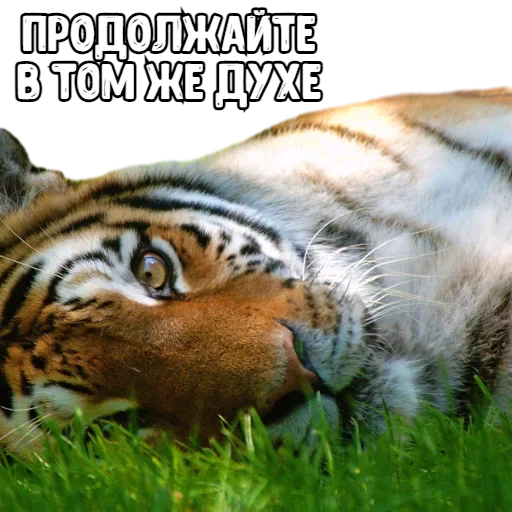 Sticker Big_Boom_Poloh - 1