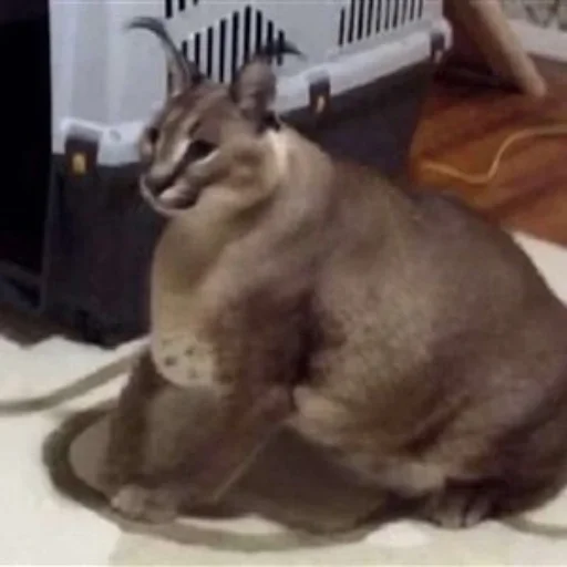 кошка животное млекопитающее