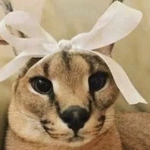 кошка животное усы