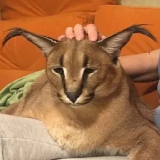 кошка животное млекопитающее