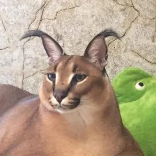 животное кошка Дикая кошка