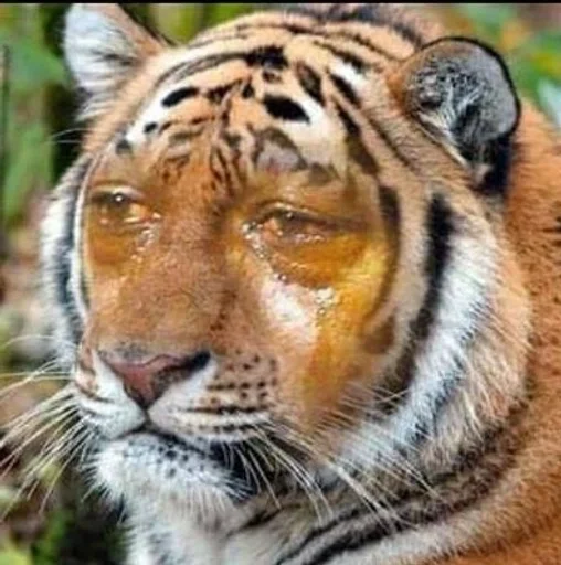 mammal animal big cat