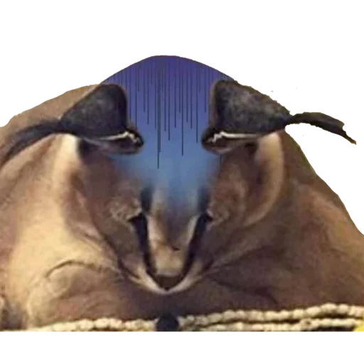 животное кошка Дикая кошка