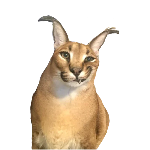 кошка животное млекопитающее