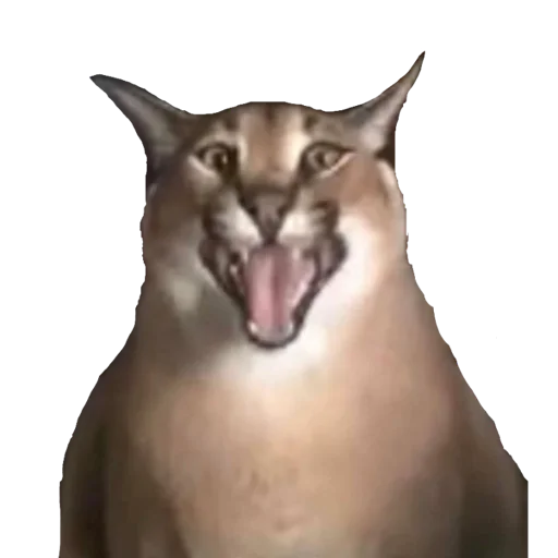 животное кошка млекопитающее