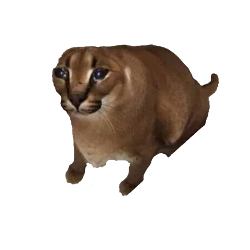 животное кошка Дикая кошка