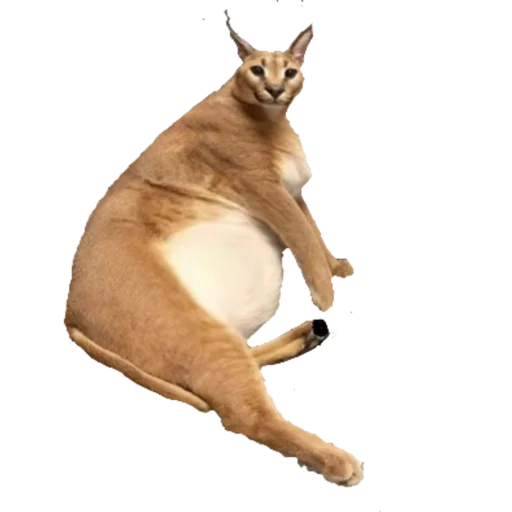 животное млекопитающее кошка