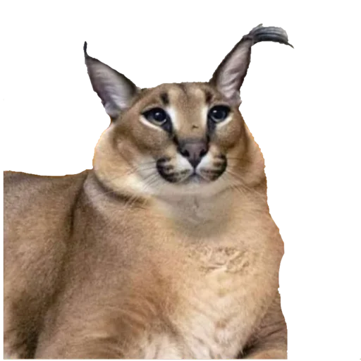 животное кошка млекопитающее