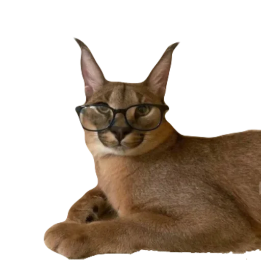 кошка животное млекопитающее