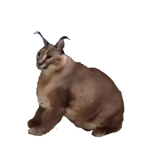 кошка животное млекопитающее