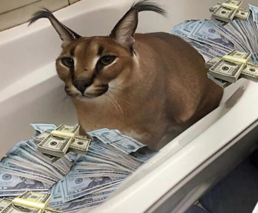 кошка животное Дикая кошка