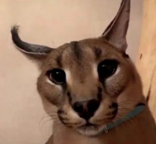 животное кошка млекопитающее