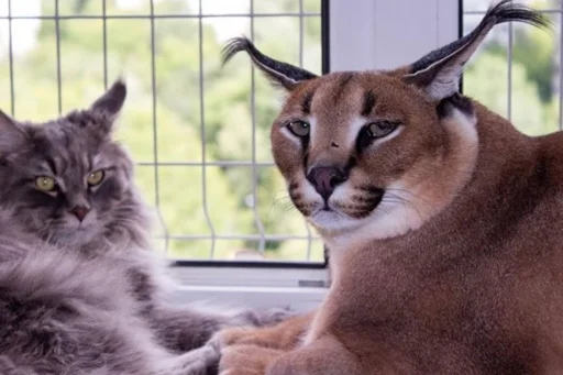 животное кошка млекопитающее