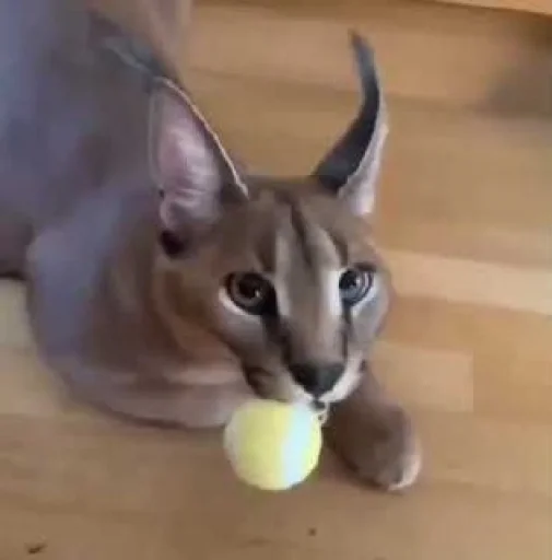 кошка рысь животное