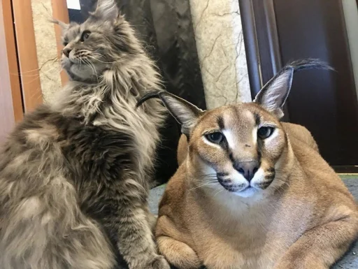 животное кошка млекопитающее