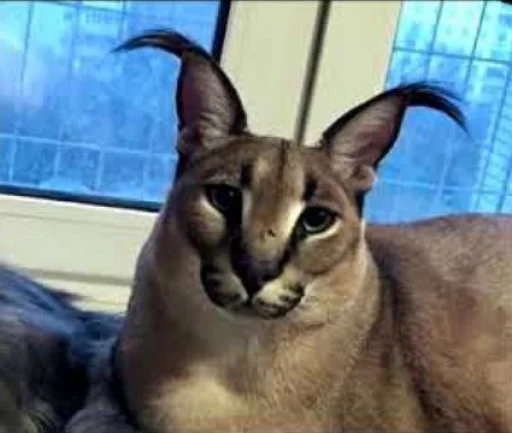 животное кошка млекопитающее