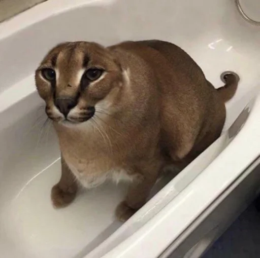 кошка животное Дикая кошка