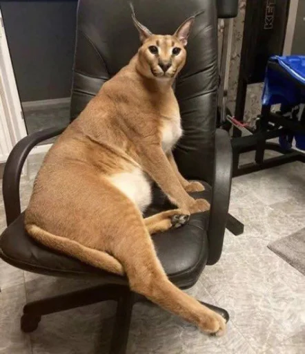 кошка животное млекопитающее