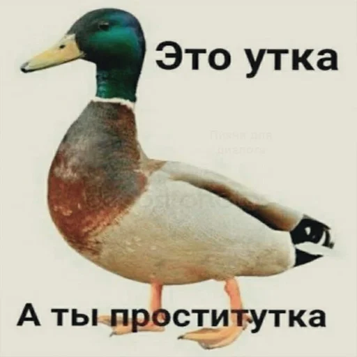 Sticker BuretApaysVerso :: @fStikBot - 5