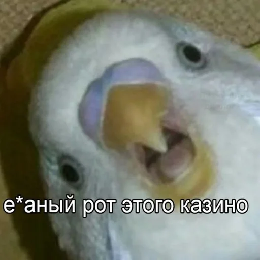 Sticker BuretApaysVerso :: @fStikBot - 4