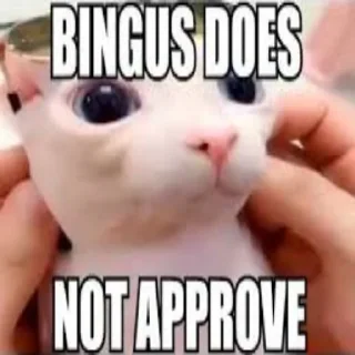 Стикер Bingus - 10