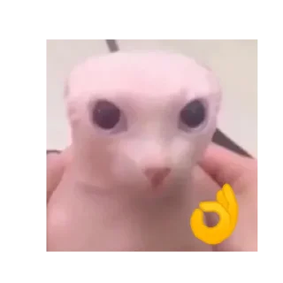 Стикер Bingus - 11