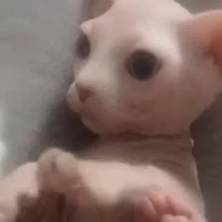 Стикер Bingus - 0