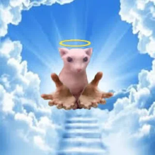 Стикер Bingus - 9