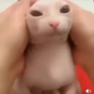 Стикер Bingus - 4