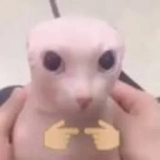 Стикер Bingus - 3