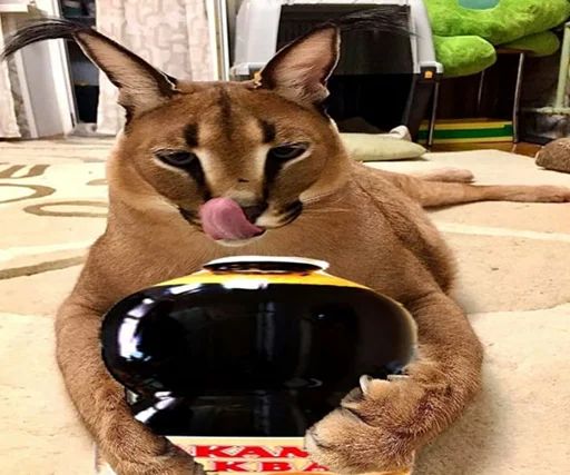 кошка животное млекопитающее